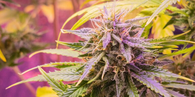 Diversidade dos canabinoides para tratamento terapêutico 6 canabinoides para tratamento