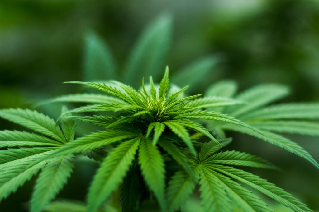 Cannabis medicinal para tratamento terapêutico