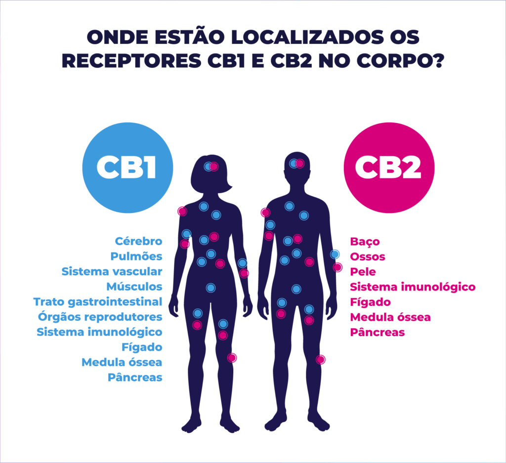 Sistema endocanabinoide